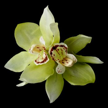 Realistic Looking Bridal Orchid Flower Hair Clip Clip 400 Mint Green 43